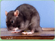 rat control Helston