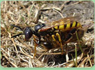 wasp control Helston