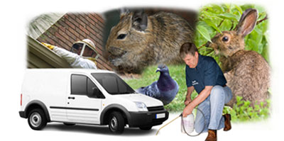Helston local van